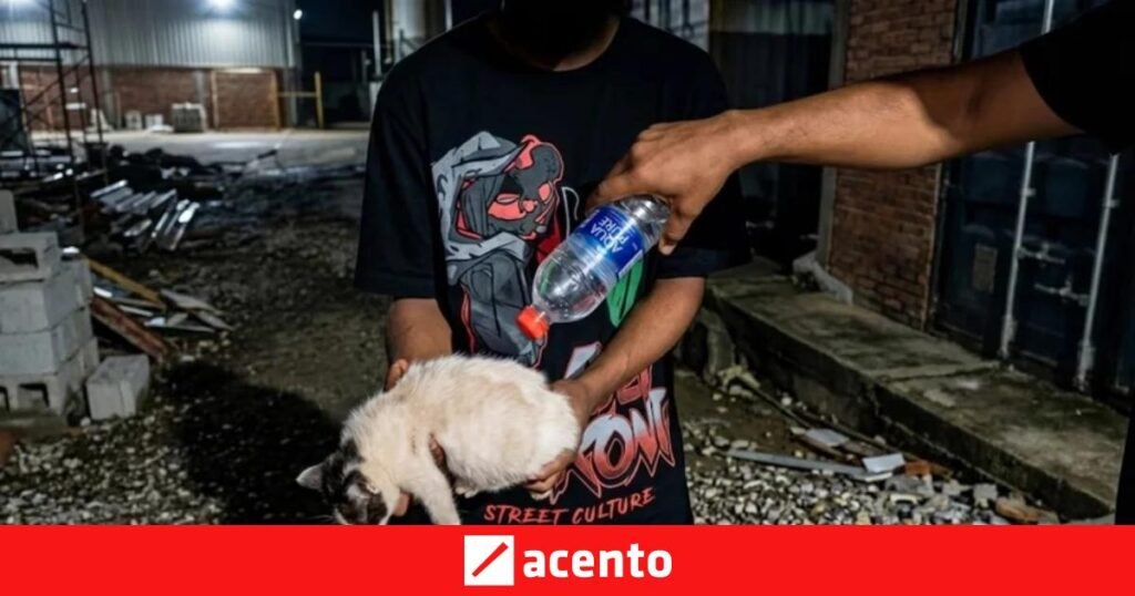 Demandan justicia efectiva ante la crueldad animal en Sabana Perdida