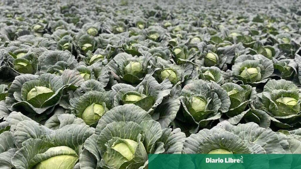 Productores de Constanza y Tireo piden acción oficial por pérdidas sostenidas en el campo: puntos clave