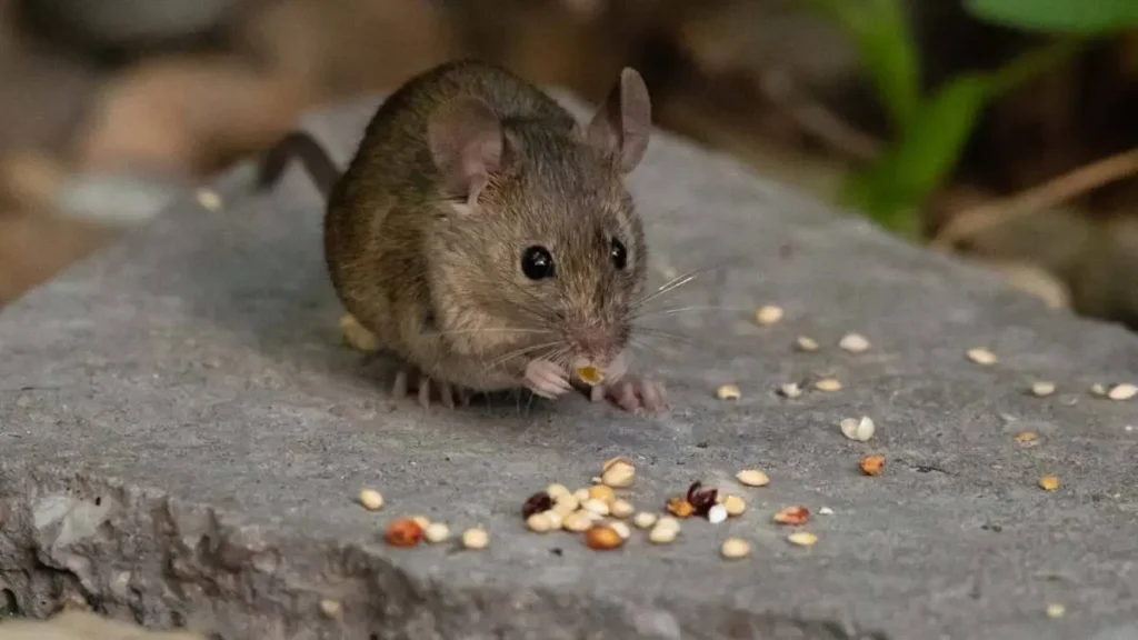 Especialistas insisten en aislar y vigilar contactos por el hantavirus andino: puntos clave