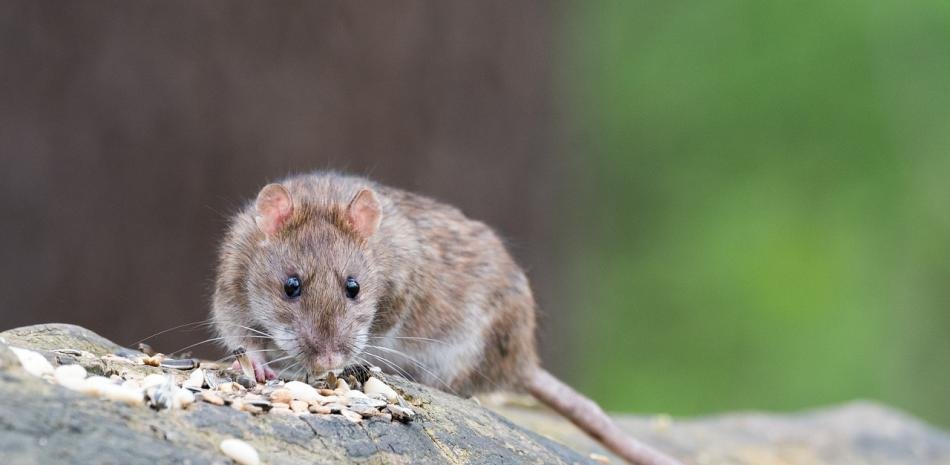 Alerta por hantavirus: la falta de control en salud pública puede tener consecuencias mortales