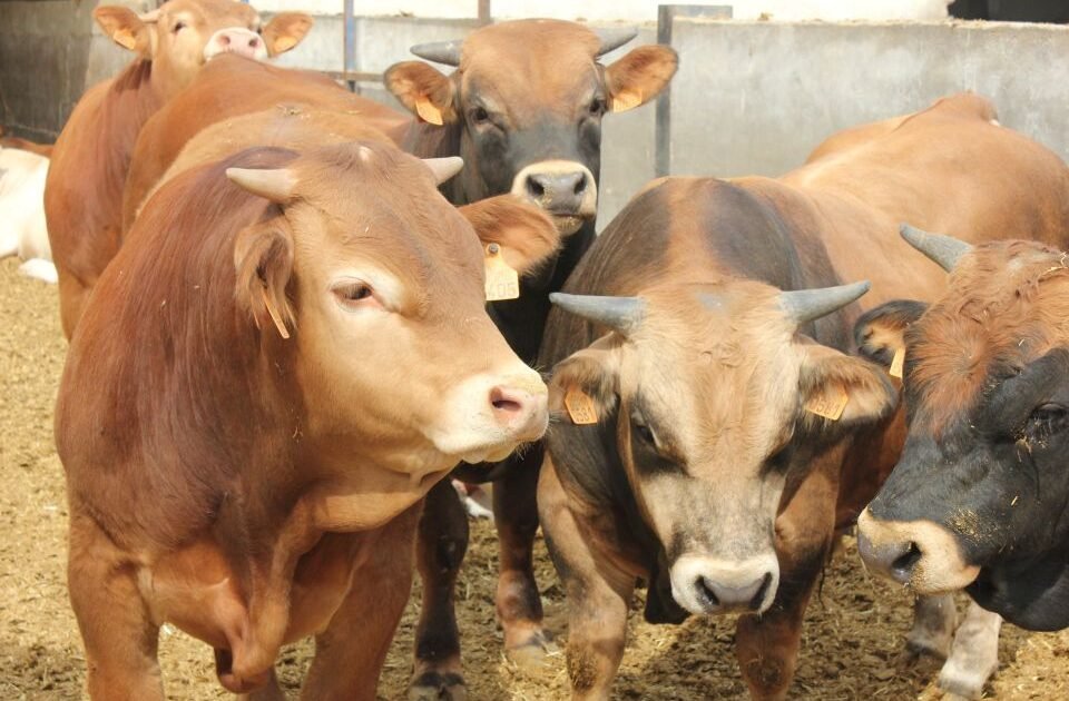 Veto de China a tres plantas brasileñas expone fallas de control y abre nuevas exigencias de supervisión