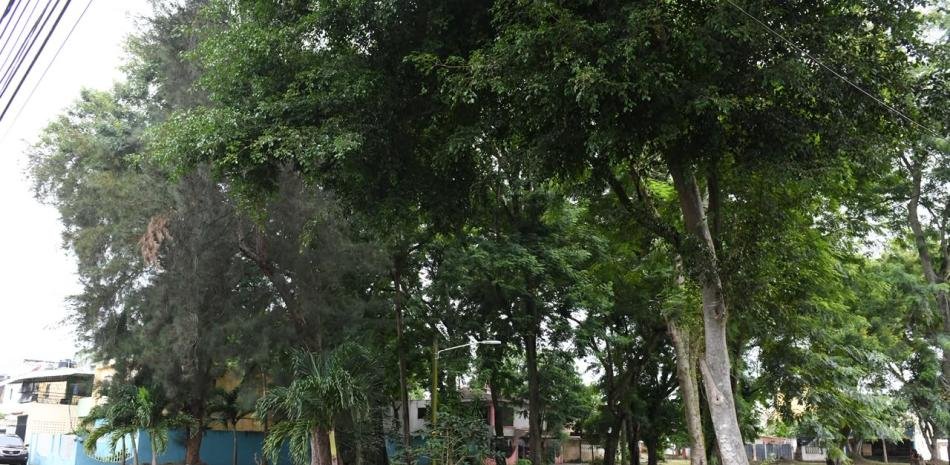 Vecinos de Los Molinos reclaman acción por árboles que amenazan sus viviendas