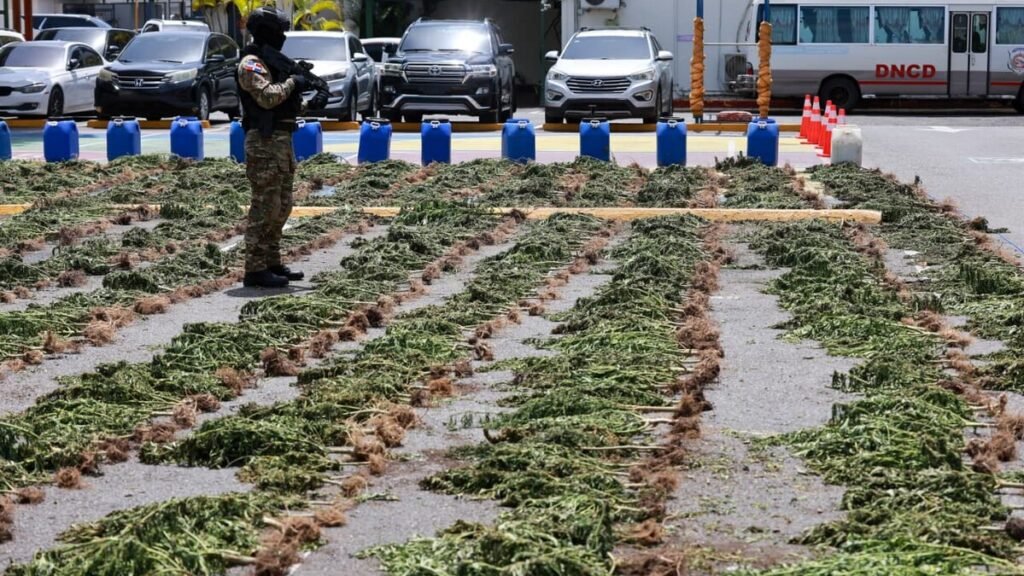 Incautan en Ocoa más de 3,000 plantas de presunta marihuana y vuelven las alertas sobre vigilancia rural