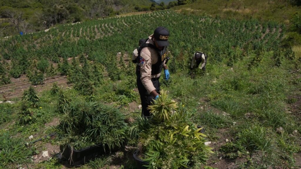 Más de 3,000 plantas de marihuana son ocupadas en Ocoa y se refuerzan dudas sobre la vigilancia rural