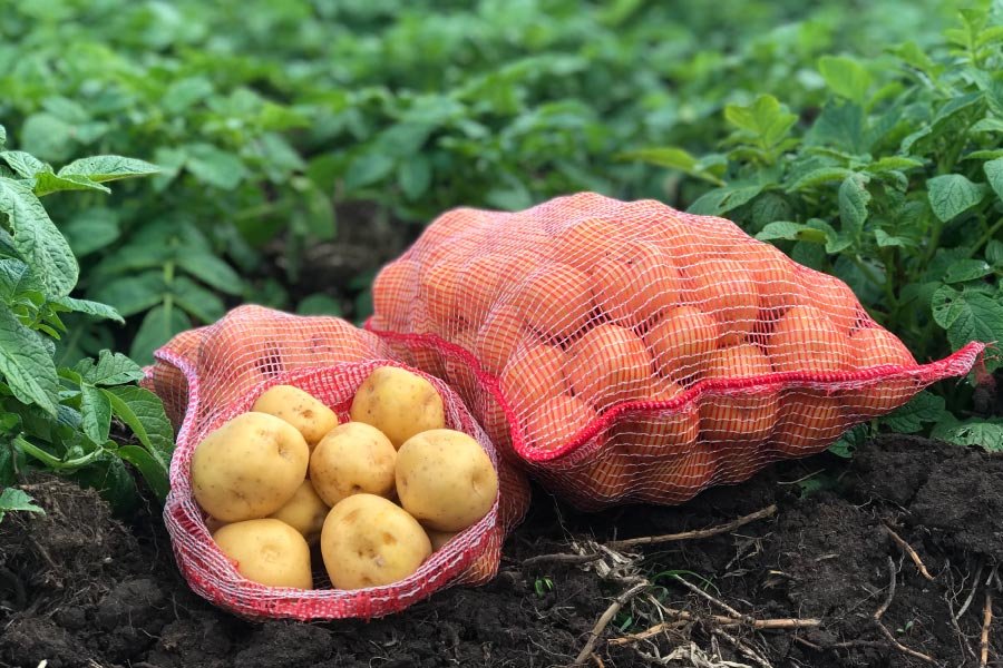 Agricultura registra aumento en raíces y tubérculos, aunque el avance sigue dependiendo de datos oficiales