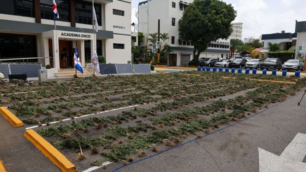 Ocoa: decomisan 3,533 plantas de marihuana en operativo que la DNCD califica como el mayor