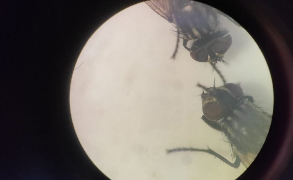 Un estudio del IRB alerta sobre cómo tumores dañan el tejido sano que los rodea
