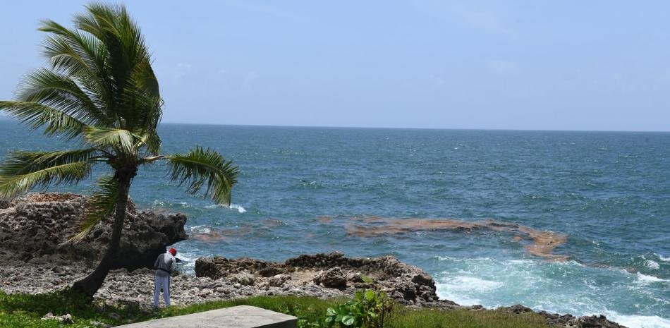 Sargazo aparece en el Malecón y aún no se anuncian medidas específicas