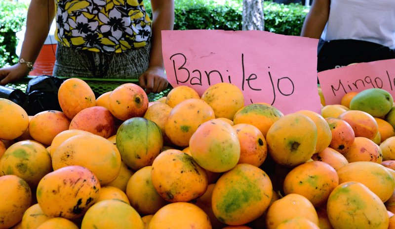 Expo Mango 2026 regresará a Baní del 3 al 7 de junio con jornadas técnicas y reclamo de apoyo efectivo al agro
