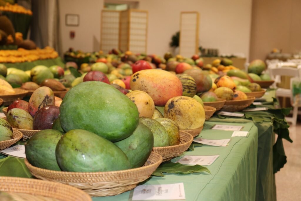 Meta de 10 millones de cajas de mango pone presión sobre las autoridades para rendir cuentas al sector