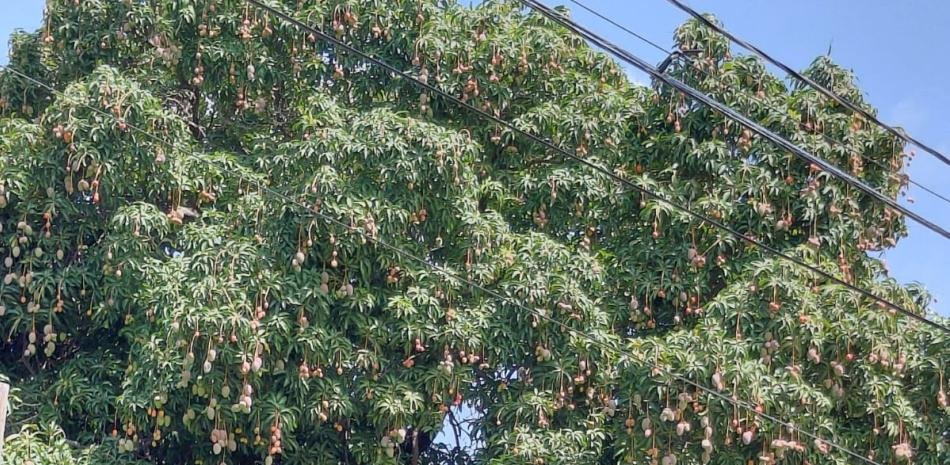 EEUU suspende el mango dominicano tras advertencias ignoradas desde 2023