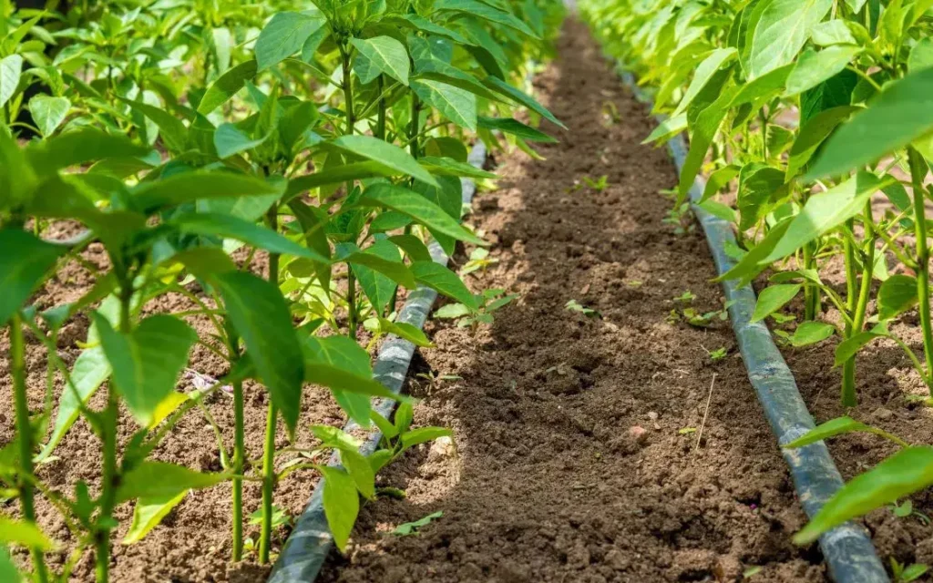 La lluvia sigue marcando el pulso del campo dominicano: 73.5% del área sembrada depende del clima