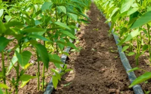 La lluvia sigue marcando el pulso del campo dominicano: 73.5% del área sembrada depende del clima