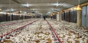 Pro Consumidor promete abasto y precios estables del pollo en Navidad bajo cuestionamientos al sector