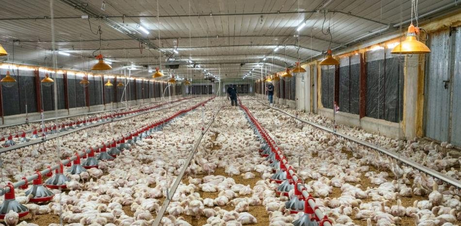 Pro Consumidor promete abasto y precios estables del pollo en Navidad bajo cuestionamientos al sector